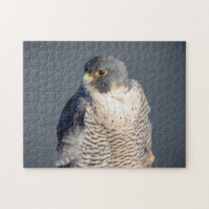Peregrine Falcon along the Hudson River Jigsaw Puzzle