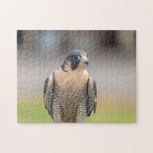 Peregrine Falcon along the Hudson River Jigsaw Puzzle
