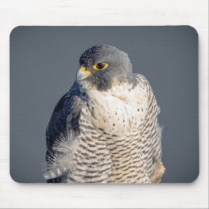 Peregrine Falcon along the Hudson River Mouse Pad