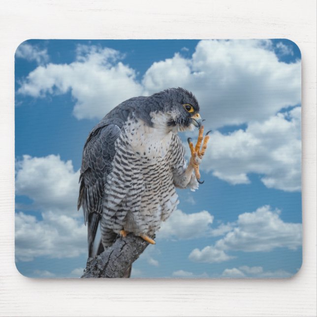 Peregrine Falcon along the Hudson River Mouse Pad (Front)