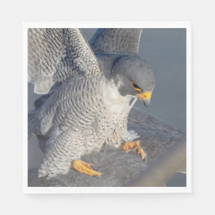 Peregrine Falcon along the Hudson River Napkin