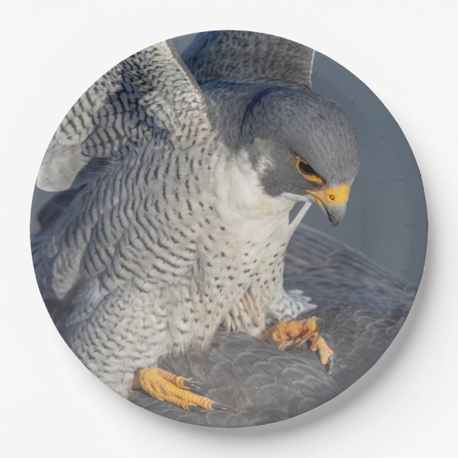 Peregrine Falcon along the Hudson River Paper Plate (Front)