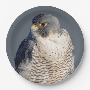 Peregrine Falcon along the Hudson River Paper Plate