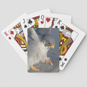 Peregrine Falcon along the Hudson River Playing Cards