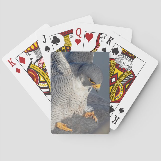 Peregrine Falcon along the Hudson River Playing Cards (Back)