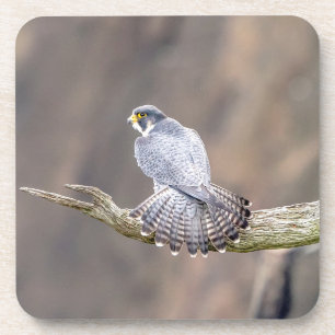 Peregrine Falcon at the Palisades Interstate Park Coaster
