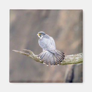 Peregrine Falcon at the Palisades Interstate Park Magnet