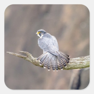Peregrine Falcon at the Palisades Interstate Park Square Sticker