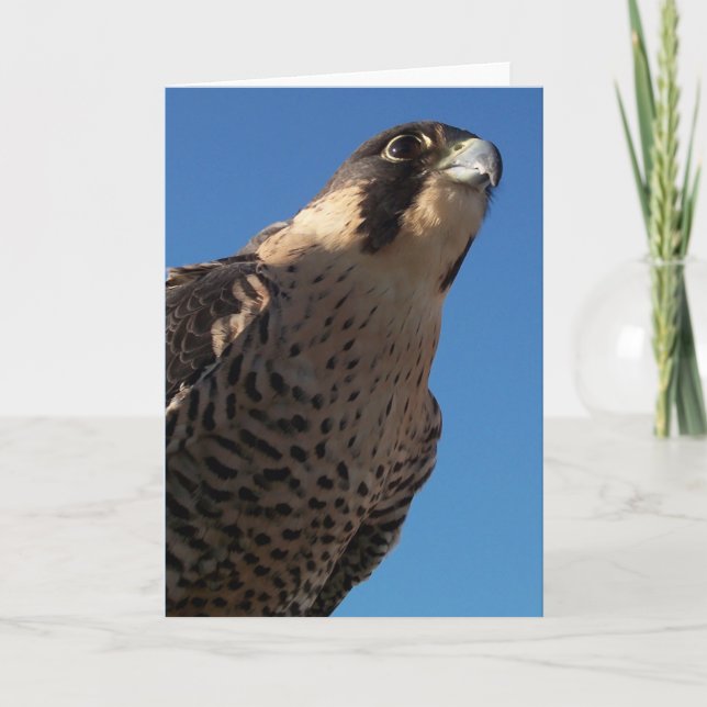 Peregrine Falcon Card (Front)