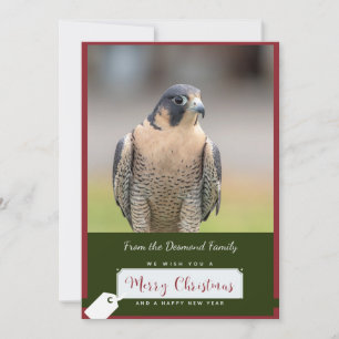 Peregrine Falcon Christmas Card