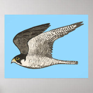 Peregrine Falcon Coloured Pencil drawing on blue Poster