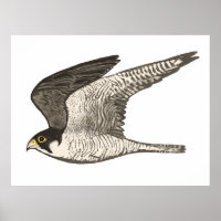 Peregrine Falcon Coloured Pencil drawing on white