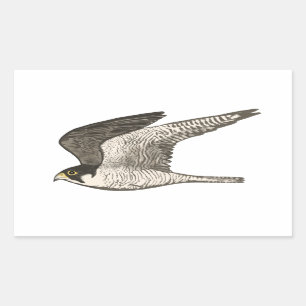 Peregrine Falcon coloured pencil drawing Rectangular Sticker