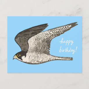 Peregrine Falcon Coloured Pencil HAPPY BIRTHDAY Postcard