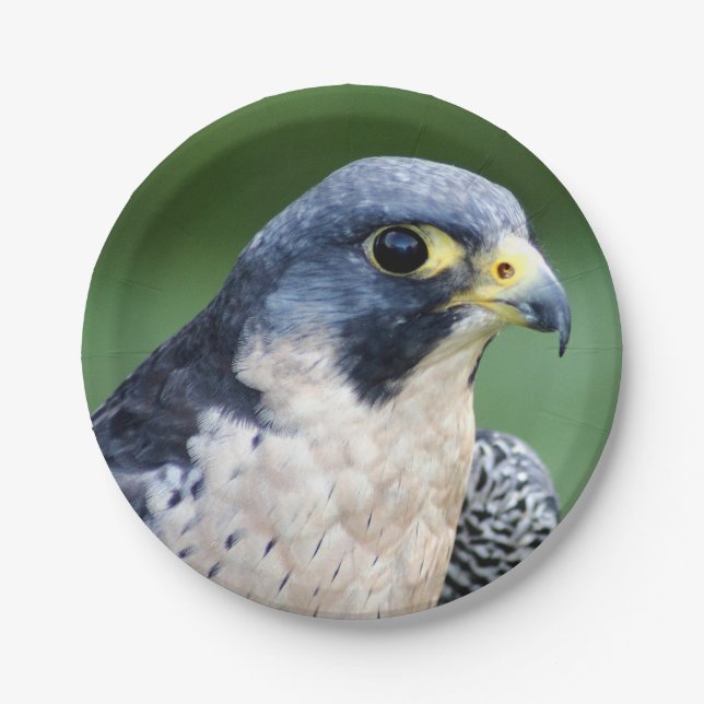 Peregrine Falcon Face Photo Paper Plate (Front)