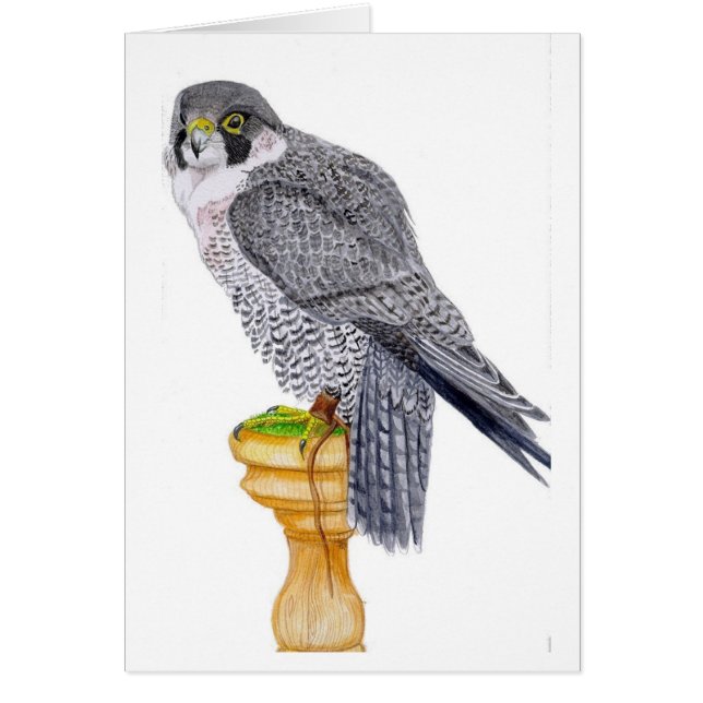 Peregrine Falcon Fathers Day Card (Front)