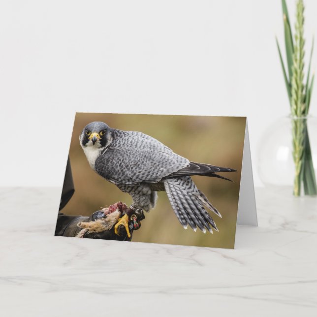 Peregrine Falcon Greetings Card (Front)