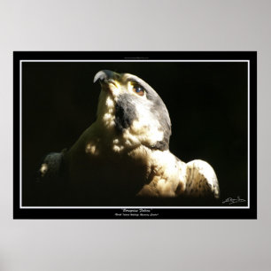 PEREGRINE FALCON I ~ Photo Print or Poster
