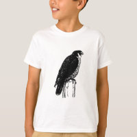 Peregrine Falcon (illustration)