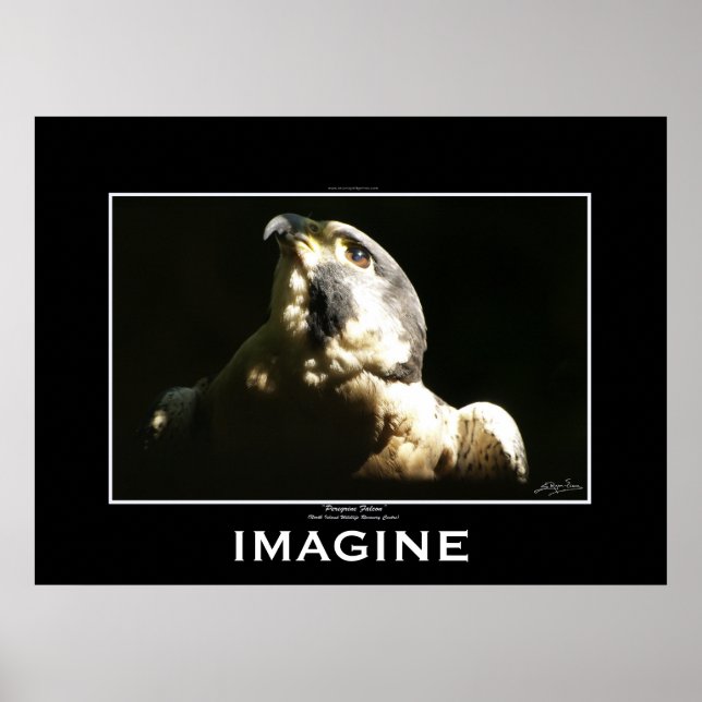 PEREGRINE FALCON Imagine Motivational Poster (Front)
