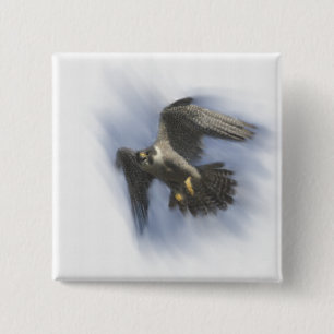 Peregrine Falcon in Flight 15 Cm Square Badge