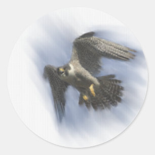 Peregrine Falcon in Flight Classic Round Sticker