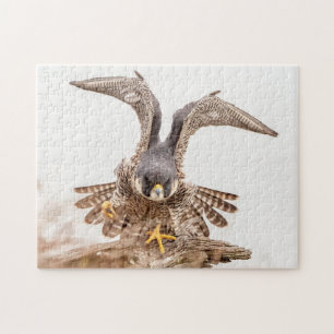 Peregrine Falcon Jigsaw Puzzle
