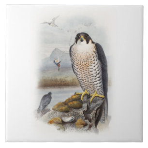 Peregrine Falcon John Gould Birds of Great Britain Ceramic Tile