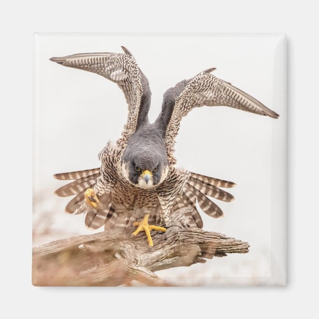 Peregrine Falcon Magnet (Front)