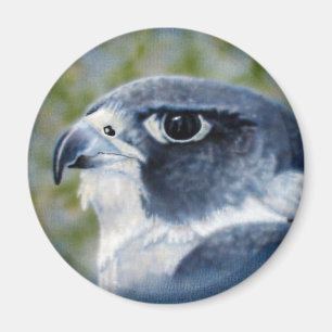 Peregrine Falcon Magnet