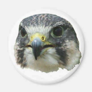 Peregrine Falcon Magnet