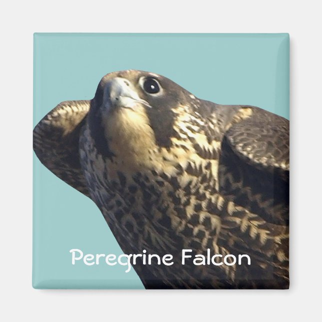 Peregrine Falcon Magnet (Front)