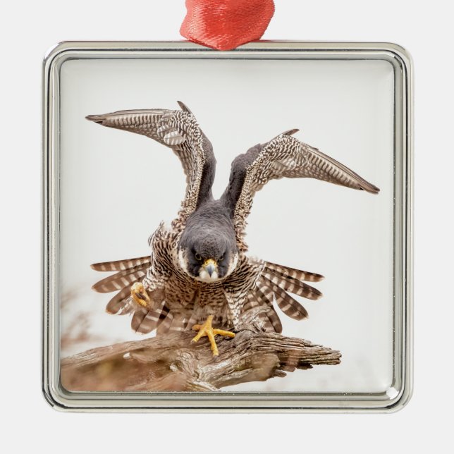 Peregrine Falcon Metal Tree Decoration (Front)