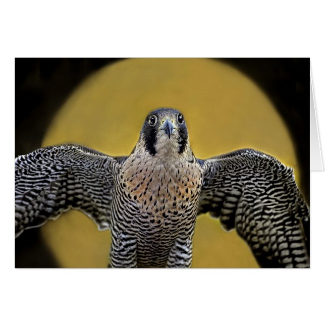 Peregrine Falcon Moon Rising (Front Horizontal)