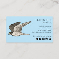 Peregrine Falcon Naturalist Guide Birdwatching