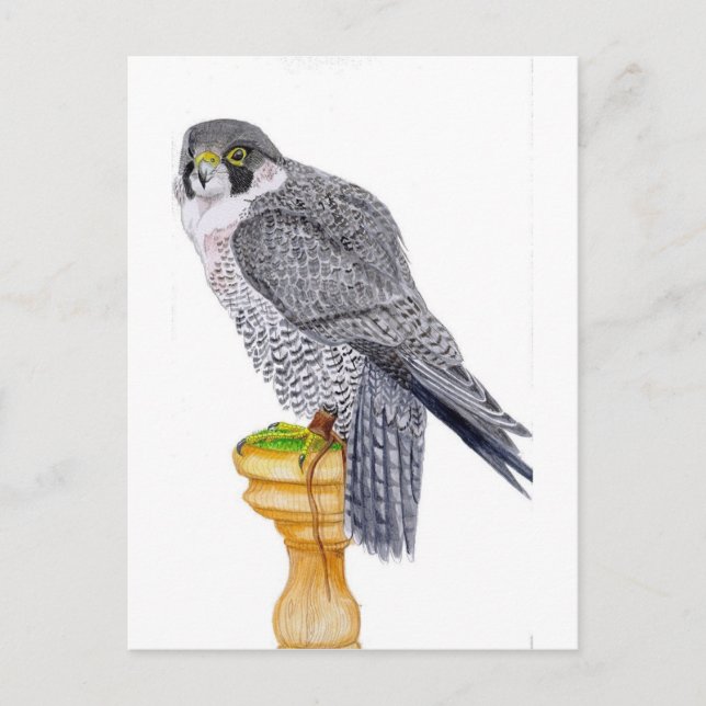 Peregrine Falcon on block postcard (Front)