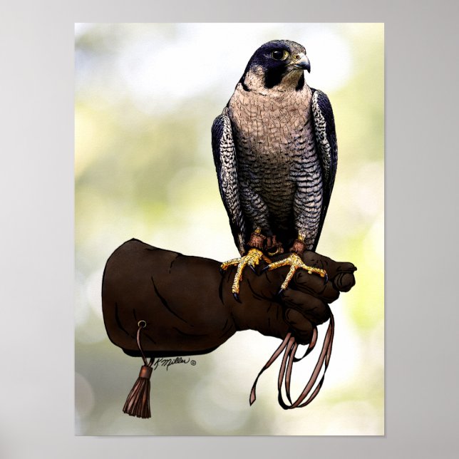 Peregrine Falcon on Glove Poster (Front)