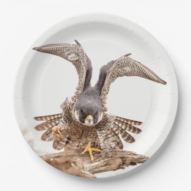 Peregrine Falcon Paper Plate (Front)