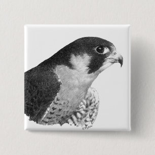 Peregrine Falcon-Pencil 15 Cm Square Badge
