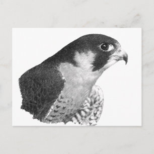 Peregrine Falcon-Pencil Postcard