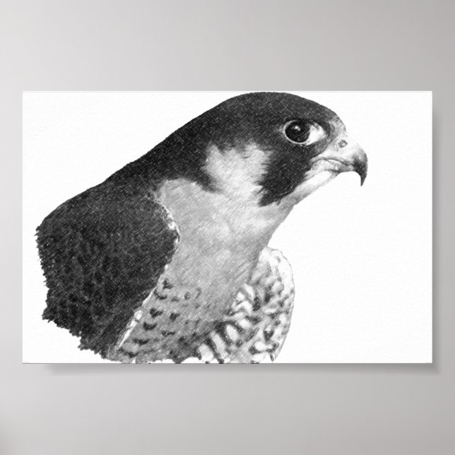 Peregrine Falcon-Pencil Poster (Front)