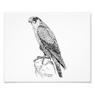 Peregrine Falcon Photo Print