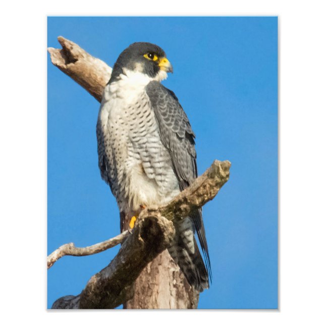 Peregrine Falcon Photo Print (Front)
