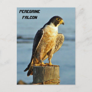 Peregrine Falcon Postcard