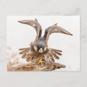 Peregrine Falcon Postcard