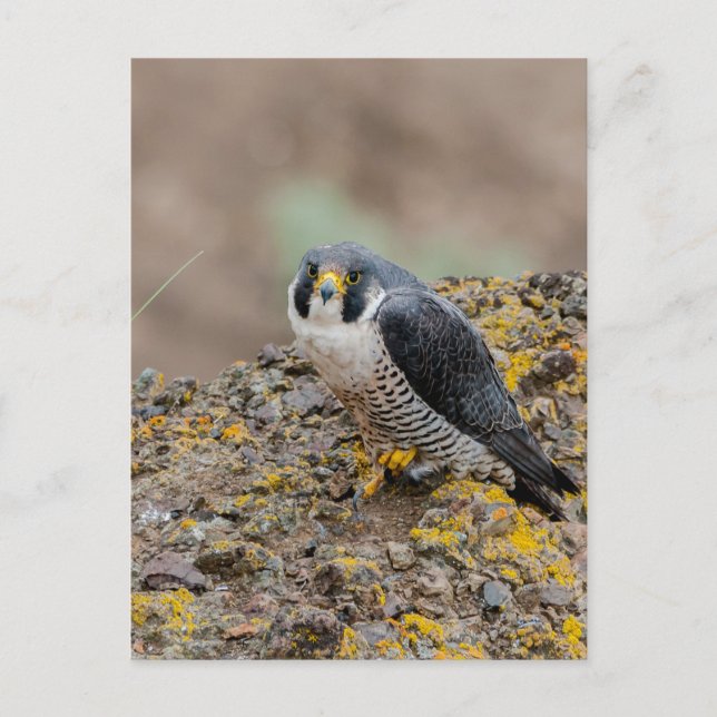 Peregrine falcon postcard (Front)