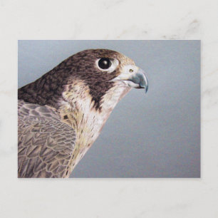 Peregrine Falcon Postcard