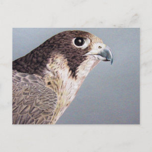 Peregrine Falcon Postcard