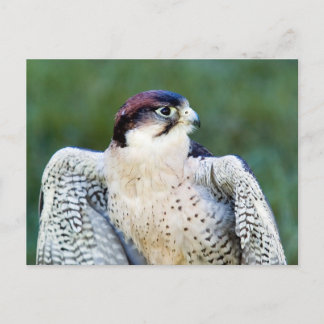 Peregrine Falcon Postcard