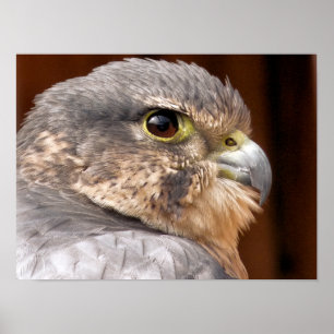 PEREGRINE FALCON POSTER